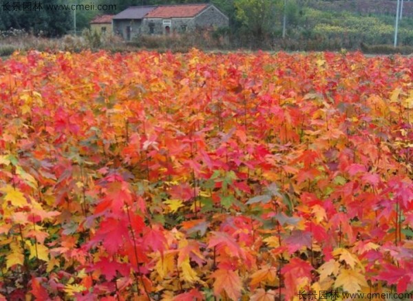 紅楓種子發芽出苗圖片