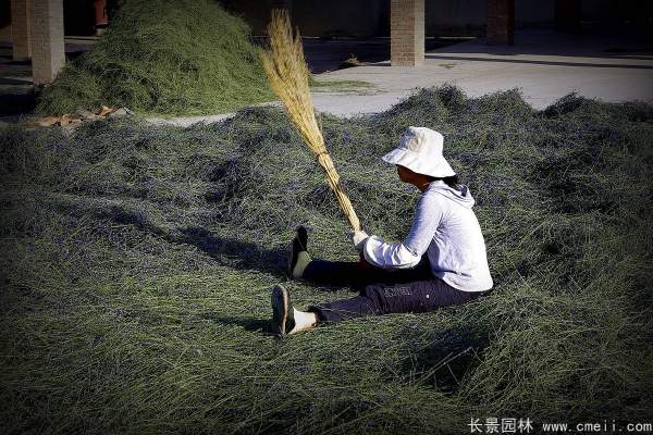 薰衣草種子發芽出苗開花圖片