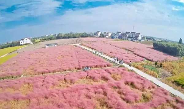 粉黛亂子草種子發芽出苗圖片