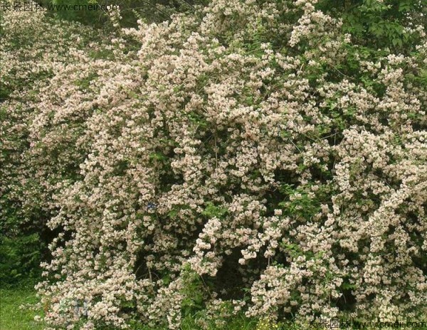 猬實種子發芽出苗開花圖片