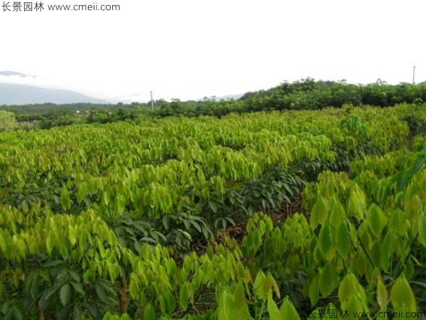 橡膠樹種子發芽出苗圖片