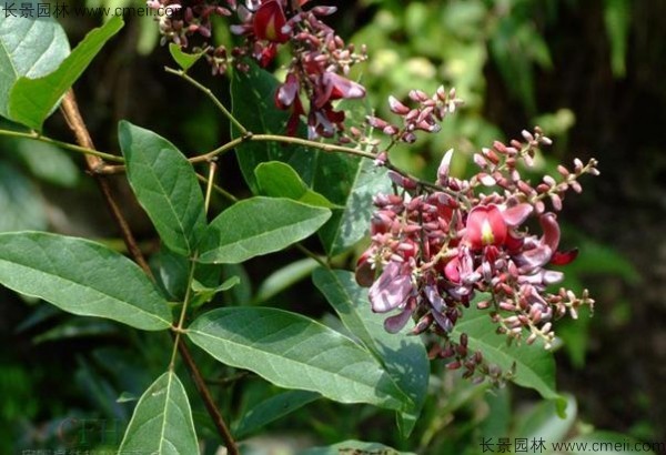 雞血藤種子發芽出苗開花圖片