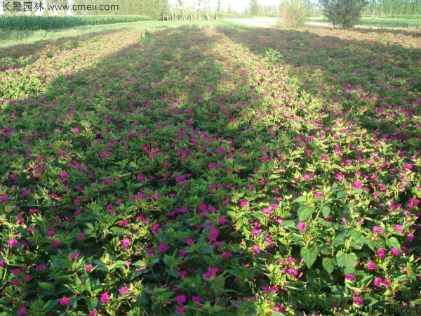 野茉莉種子發芽出苗開花圖片