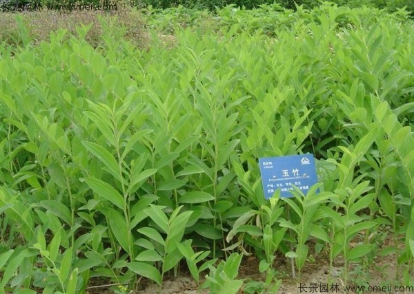 玉竹種子發(fā)芽出苗圖片