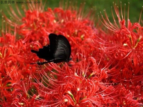 石蒜種子發芽出苗開花圖片