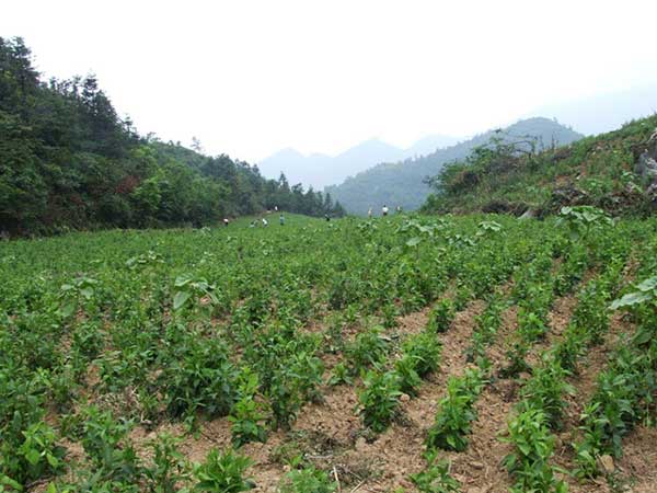 天麻種子發芽出苗圖片