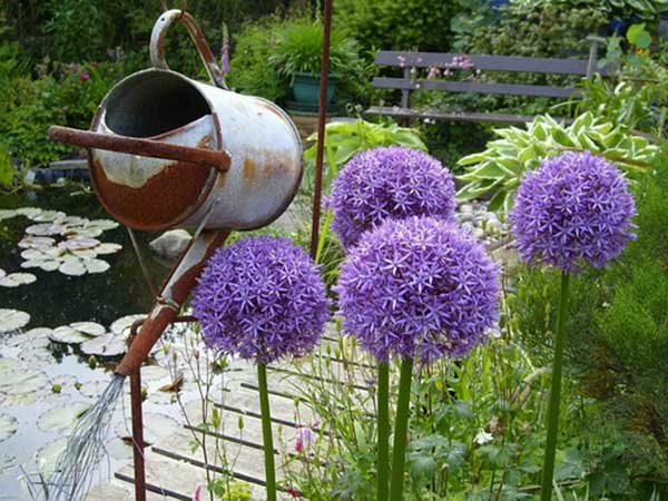 大花蔥種子發芽出苗開花圖片