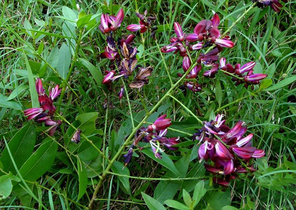 雞血藤樹苗開花圖片