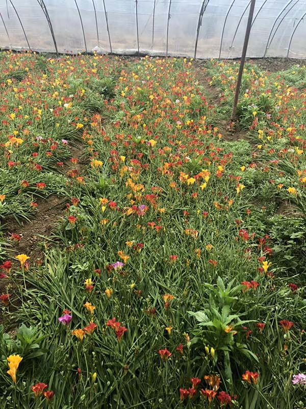 花卉植物香雪蘭