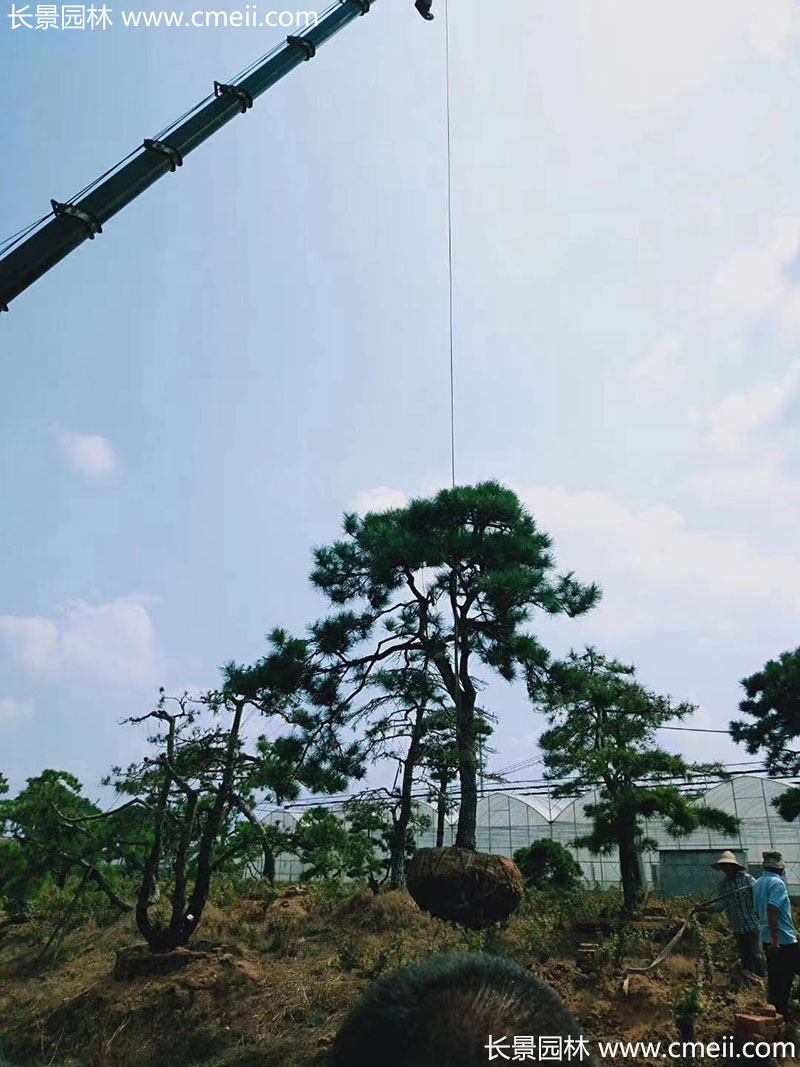 景觀樹造型黑松大型地景