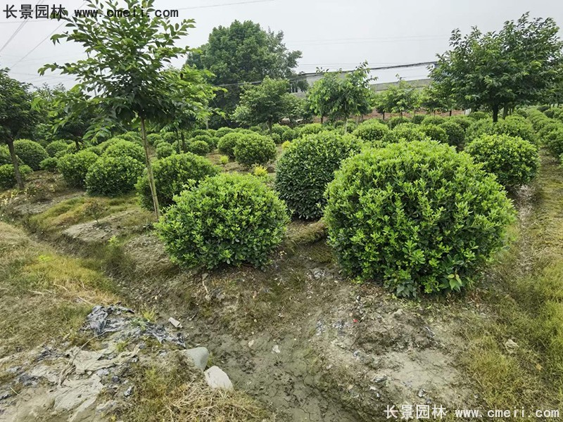 海桐球苗圃批發種植基地長景園林