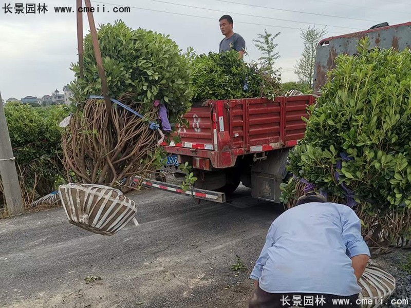 海桐球苗圃批發種植基地長景園林