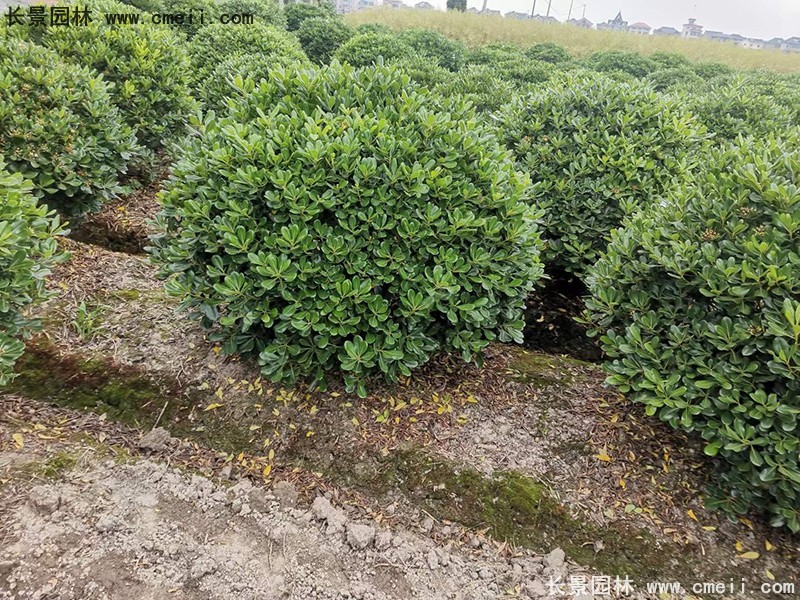 海桐球苗圃批發種植基地長景園林