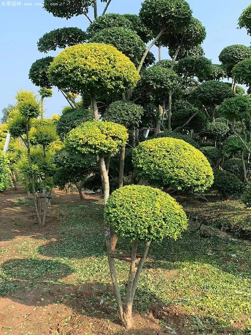 亮晶女貞造型樹庭院樹金色高檔高貴苗木