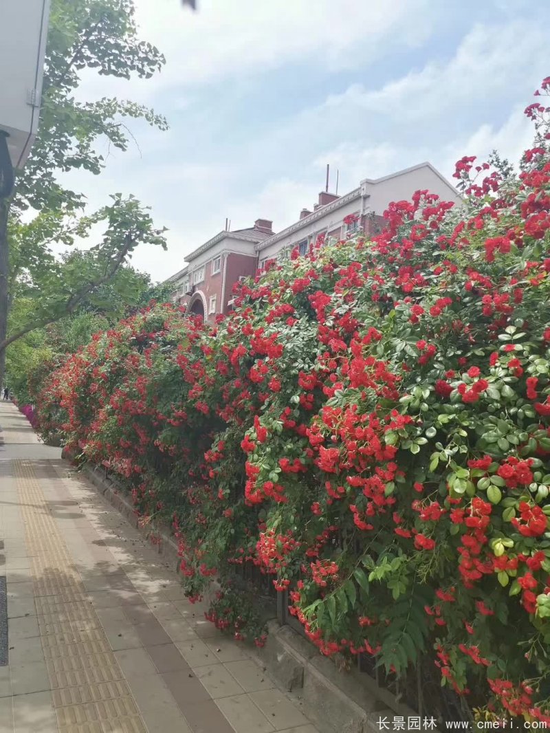 紅花薔薇開花效果圖花墻