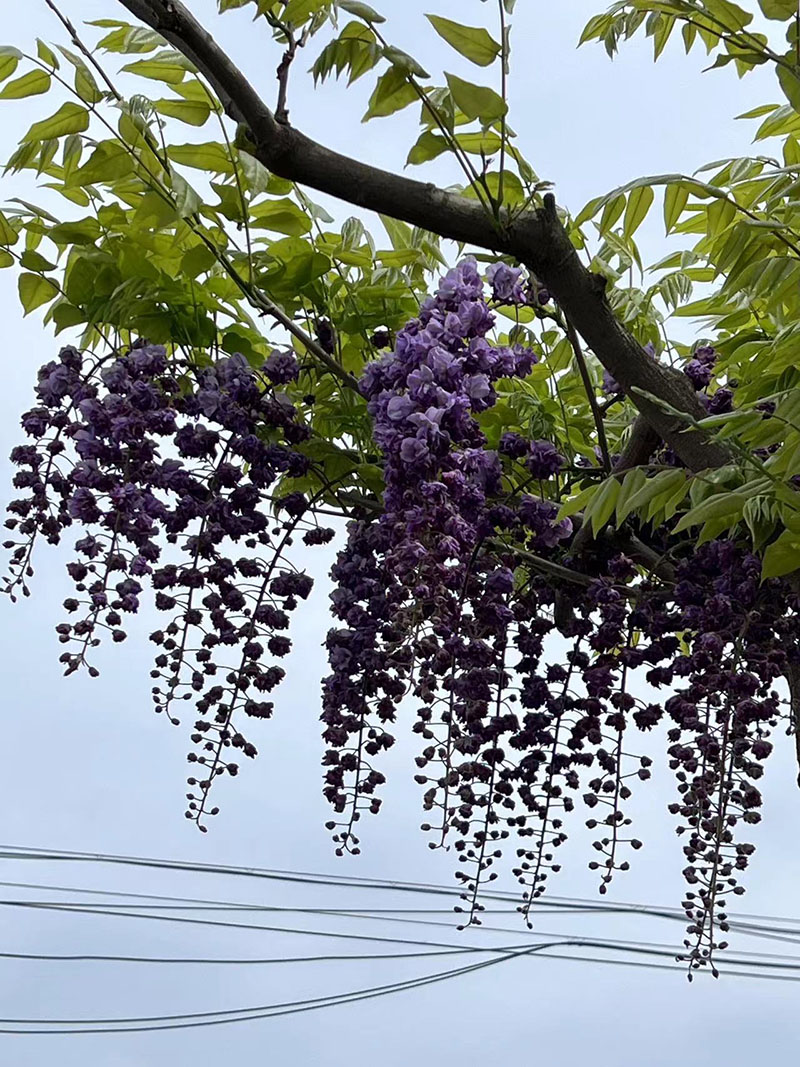 八重黑龍重瓣紫藤花紫藤樹(shù)