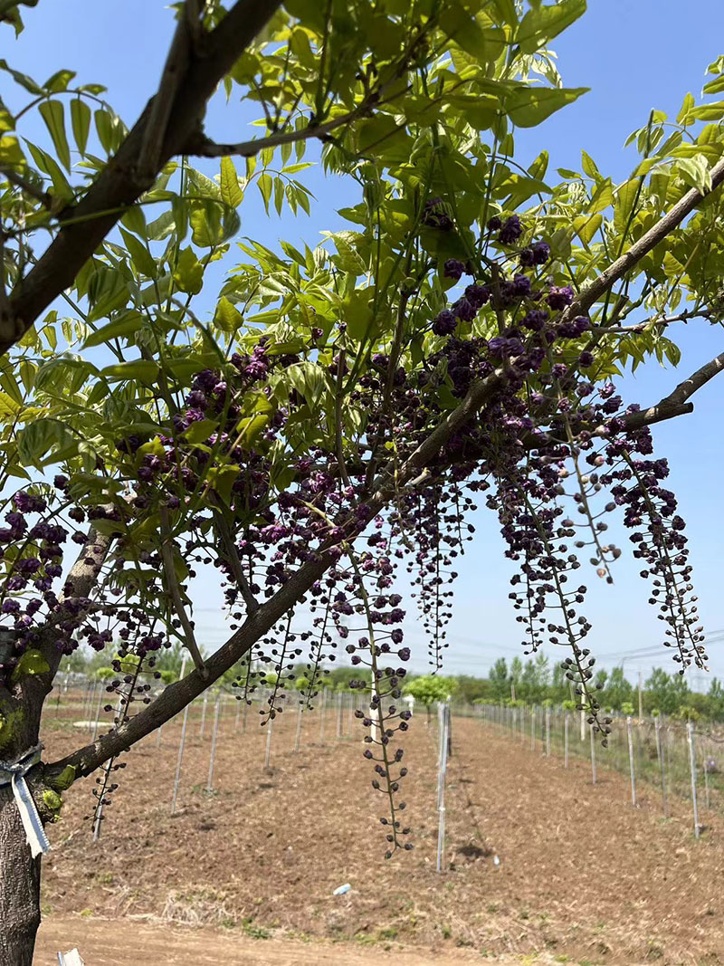 八重黑龍重瓣紫藤花紫藤樹(shù)